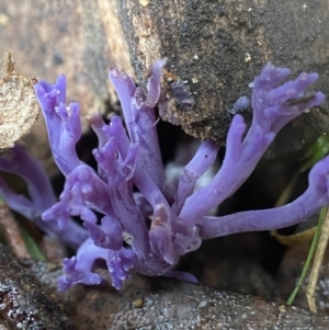 Ramariopsis pulchella at suppressed - 10 May 2022