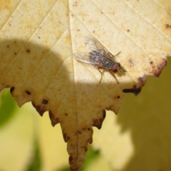 Pygophora sp. (genus) (A muscid fly) at Murrumbateman, NSW - 9 May 2022 by SimoneC