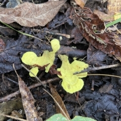 Austeria citrea at Tidbinbilla Nature Reserve - 10 May 2022 by AJB