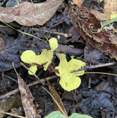 Austeria citrea at Tidbinbilla Nature Reserve - 10 May 2022 by AJB