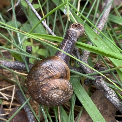 Austrorhytida capillacea (Common Southern Carnivorous Snail) at Tidbinbilla Nature Reserve - 10 May 2022 by AJB