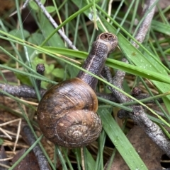 Unidentified Mollusc (Mollusca) (TBC) at Paddys River, ACT - 10 May 2022 by AJB