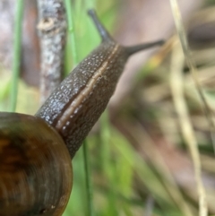 Austrorhytida capillacea at Tidbinbilla Nature Reserve - suppressed