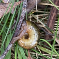 Austrorhytida capillacea at Tidbinbilla Nature Reserve - 10 May 2022
