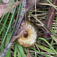 Austrorhytida capillacea at Tidbinbilla Nature Reserve - suppressed