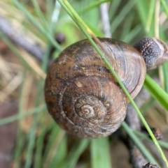 Austrorhytida capillacea at Tidbinbilla Nature Reserve - 10 May 2022