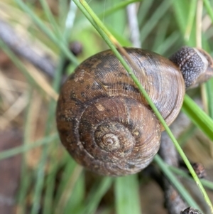 Austrorhytida capillacea at Tidbinbilla Nature Reserve - suppressed