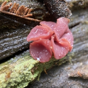 Ascocoryne sarcoides at Paddys River, ACT - 10 May 2022