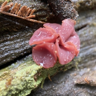 Ascocoryne sarcoides (Purple Jellydisc) at Tidbinbilla Nature Reserve - 10 May 2022 by AJB