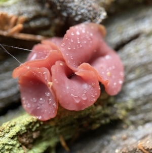 Ascocoryne sarcoides at Paddys River, ACT - 10 May 2022