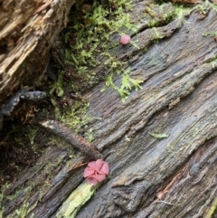 Ascocoryne sarcoides at Paddys River, ACT - 10 May 2022