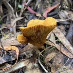 Austropaxillus sp. at Paddys River, ACT - 10 May 2022 by AJB