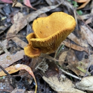 Austropaxillus sp. at Paddys River, ACT - 10 May 2022
