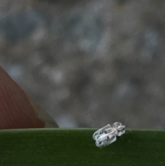 Corythucha ciliata at Parkes, ACT - 29 Mar 2022 02:20 PM