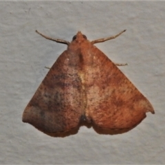 Mnesampela privata (Autumn Gum Moth) at Wanniassa, ACT - 10 May 2022 by JohnBundock