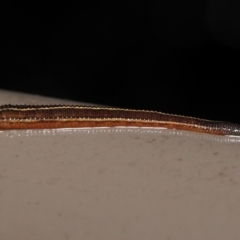 Hirudinea sp. (Class) (Unidentified Leech) at ANBG - 12 May 2022 by TimL