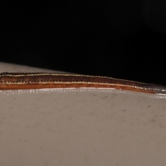 Hirudinea sp. (Class) (Unidentified Leech) at Acton, ACT - 12 May 2022 by TimL