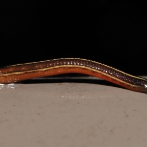 Hirudinea sp. (Class) at Acton, ACT - 12 May 2022