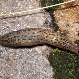 Limax maximus at Acton, ACT - 12 May 2022