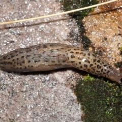 Limax maximus (Leopard Slug, Great Grey Slug) at Acton, ACT - 12 May 2022 by TimL