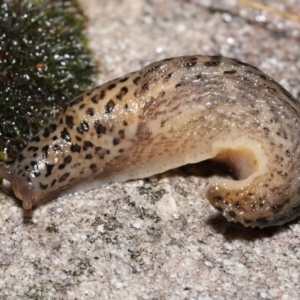 Limax maximus at Acton, ACT - 12 May 2022