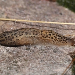 Limax maximus at Acton, ACT - 12 May 2022