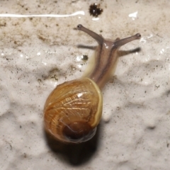 Cornu aspersum (Common Garden Snail) at Acton, ACT - 12 May 2022 by TimL