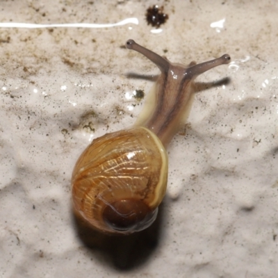 Cornu aspersum (Common Garden Snail) at ANBG - 12 May 2022 by TimL