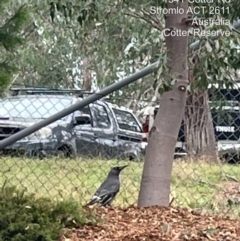 Strepera versicolor (Grey Currawong) at Cotter Reserve - 11 May 2022 by BedeM