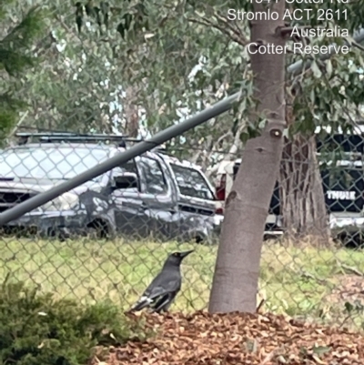 Strepera versicolor (Grey Currawong) at Cotter Reserve - 11 May 2022 by BedeM