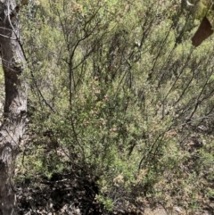 Pomaderris angustifolia (Pomaderris) at Paddys River, ACT - 31 Oct 2021 by BedeM