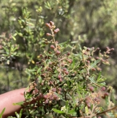 Pomaderris angustifolia at Paddys River, ACT - 31 Oct 2021