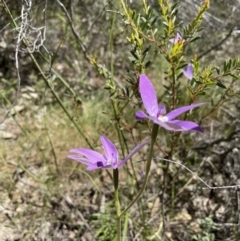 Glossodia major (Wax Lip Orchid) at Paddys River, ACT - 31 Oct 2021 by BedeM