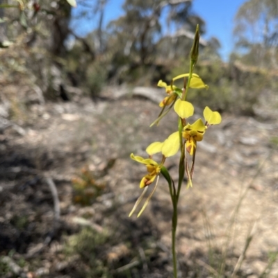 Diuris sulphurea (Tiger Orchid) at Bullen Range - 31 Oct 2021 by BedeM