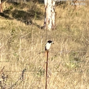 Cracticus torquatus at Bonython, ACT - 6 Oct 2021 06:17 PM