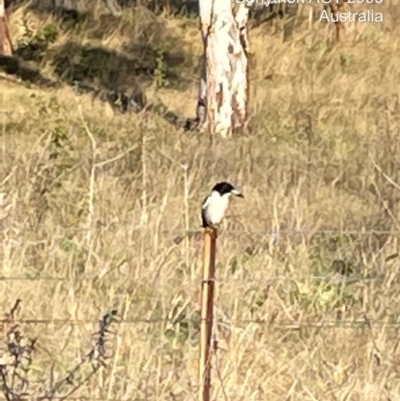 Cracticus torquatus (Grey Butcherbird) at Pine Island to Point Hut - 6 Oct 2021 by BedeM