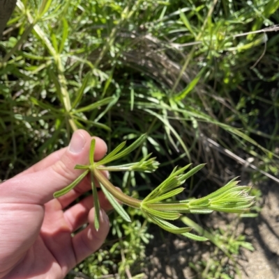 Galium aparine (Goosegrass, Cleavers) at Paddys River, ACT - 6 Oct 2021 by BedeM