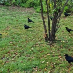 Corcorax melanorhamphos (White-winged Chough) at Lyneham, ACT - 3 May 2022 by pixelnips