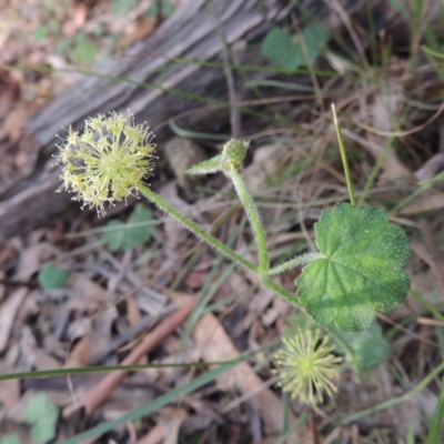 Hydrocotyle laxiflora (Stinking Pennywort) at Paddys River, ACT - 23 Jan 2022 by michaelb