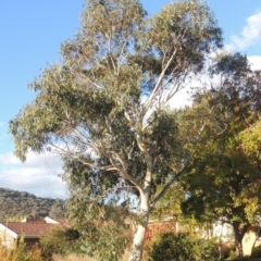 Eucalyptus racemosa (Narrow-leaved Scribbly Gum) at Pollinator-friendly garden Conder - 8 May 2022 by michaelb