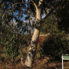 Eucalyptus racemosa at Conder, ACT - 8 May 2022 04:25 PM