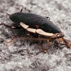 Drymaplaneta communis (Eastern Wood Runner, Common Shining Cockroach) at Sullivans Creek, Lyneham South - 12 May 2022 by trevorpreston