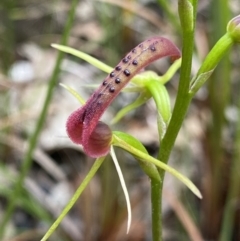 Cryptostylis leptochila (Small Tongue Orchid) at Mogo State Forest - 13 Jan 2022 by Ned_Johnston