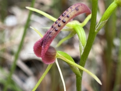 Cryptostylis leptochila (Small Tongue Orchid) at Mogo, NSW - 13 Jan 2022 by Ned_Johnston