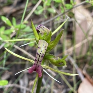 Cryptostylis leptochila at Mogo, NSW - suppressed