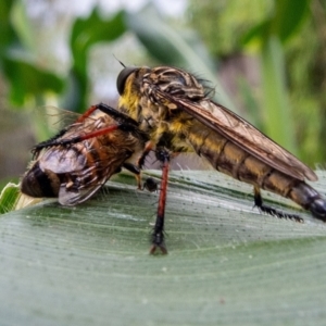 Zosteria rosevillensis at Hawker, ACT - 3 Jan 2022