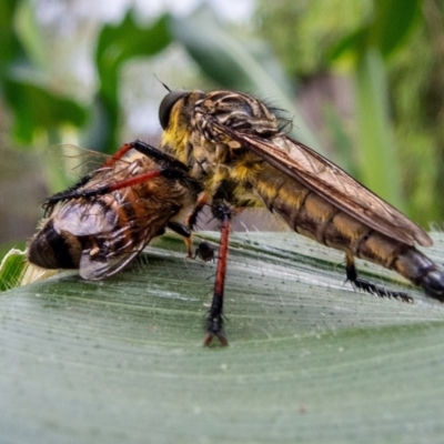 Zosteria rosevillensis (A robber fly) at Hawker, ACT - 3 Jan 2022 by Philip