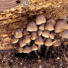 Mycena sp. (Mycena) at Sullivans Creek, Lyneham South - 13 May 2022 by trevorpreston