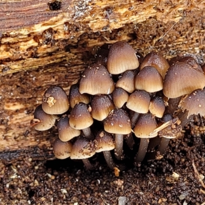 Mycena sp. (genus) (Mycena) at Lyneham, ACT - 13 May 2022 by trevorpreston