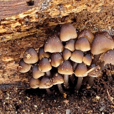 Mycena sp. (Mycena) at Lyneham, ACT - 13 May 2022 by trevorpreston